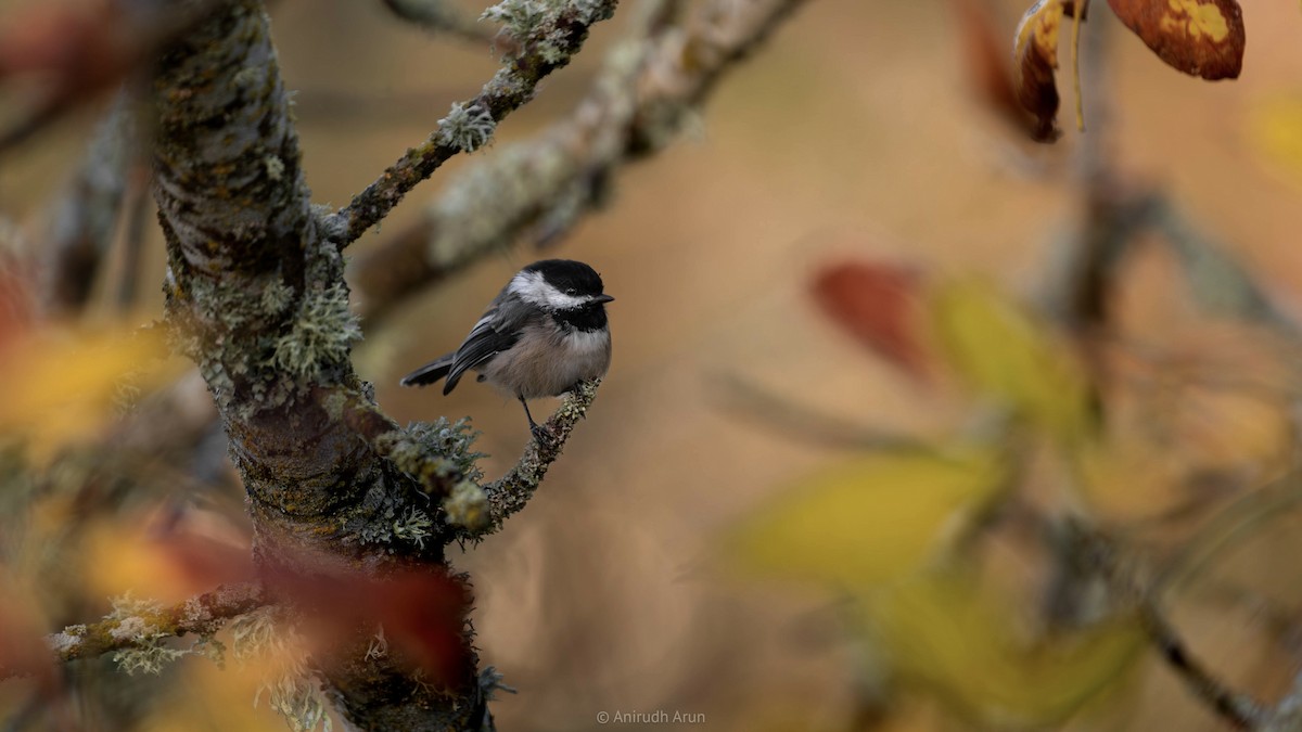Black-capped Chickadee - ML624960691