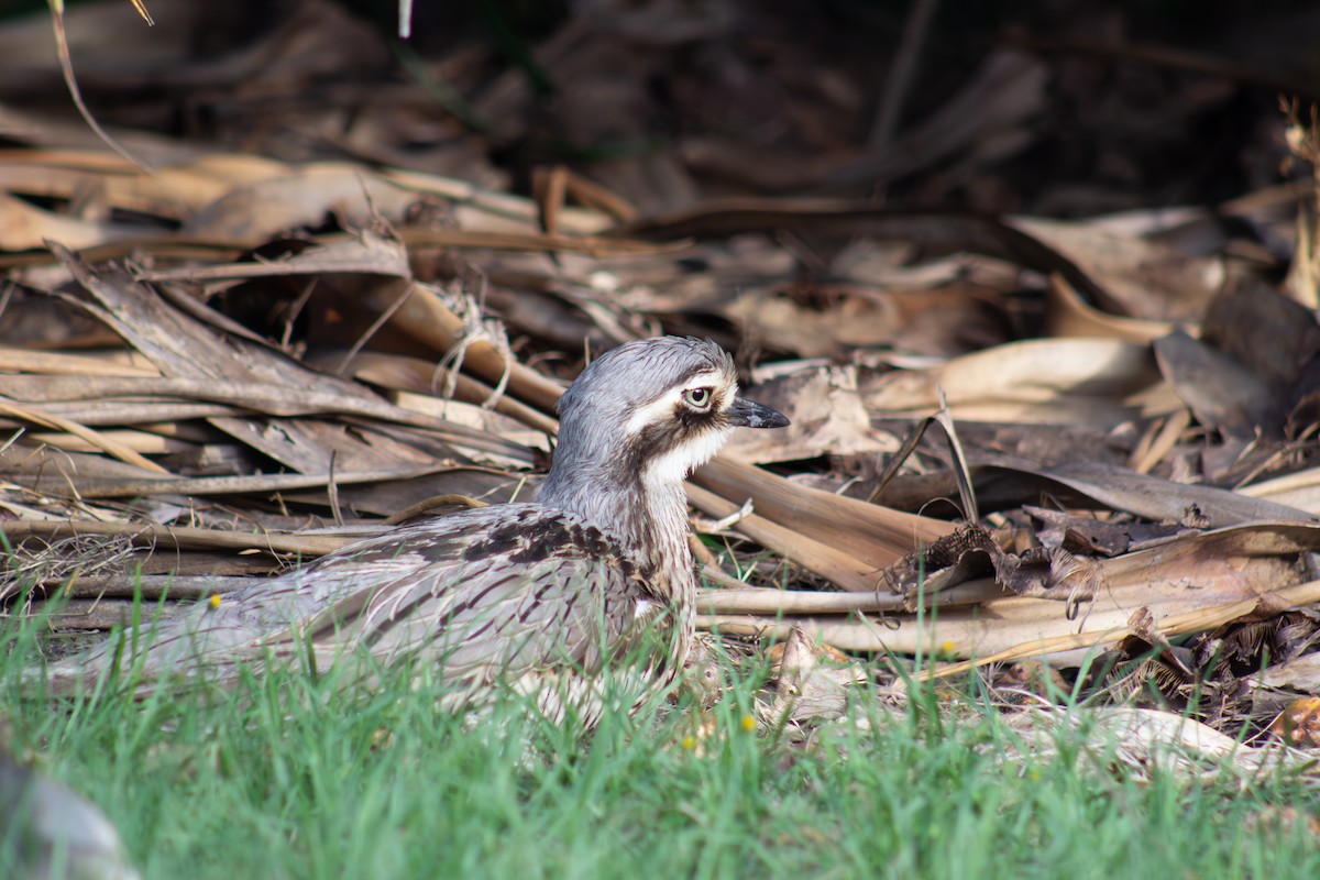 Bush Thick-knee - ML624960798