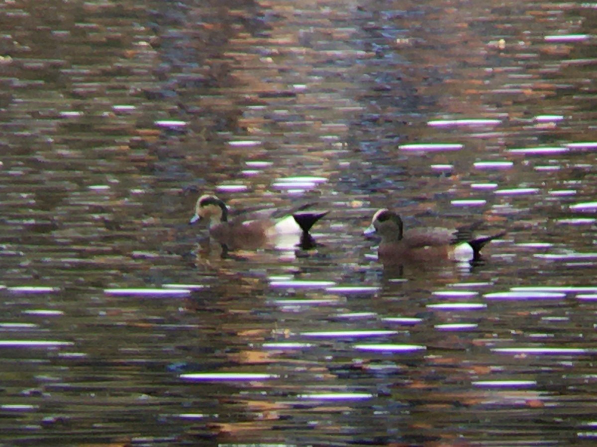 American Wigeon - ML624960827