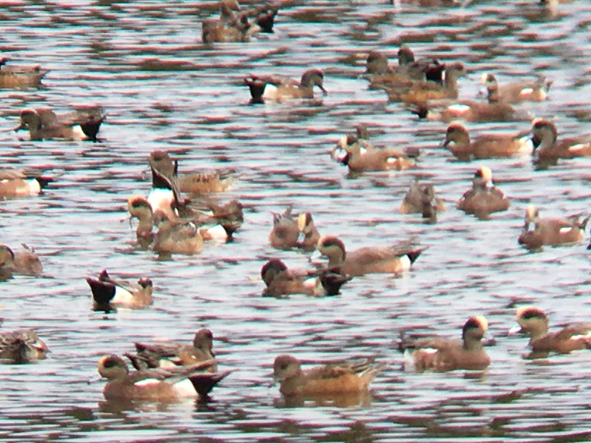 American Wigeon - ML624960828