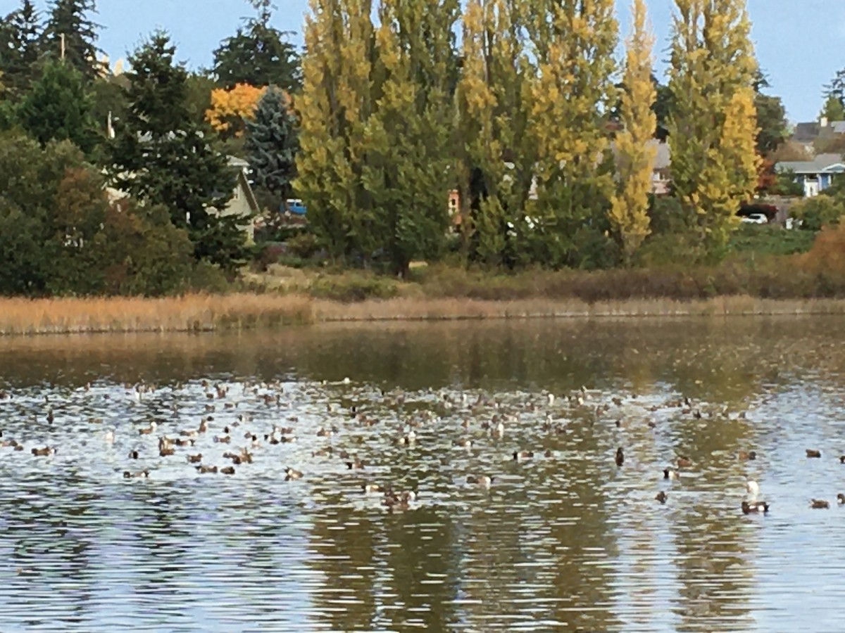 American Wigeon - ML624960829