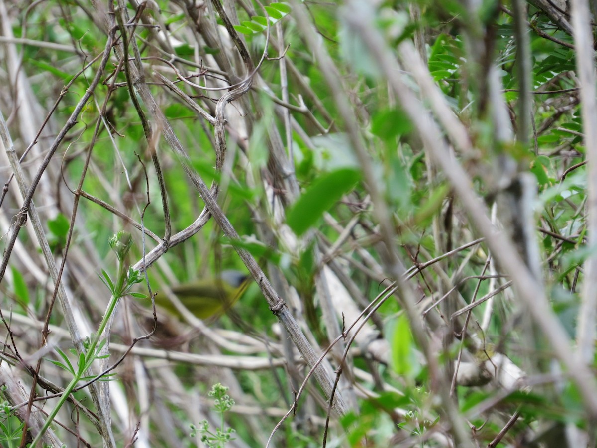 Southern Yellowthroat - ML624961009