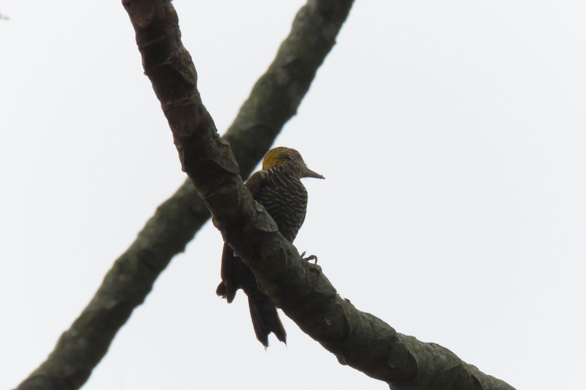 Red-rumped Woodpecker - ML624961097