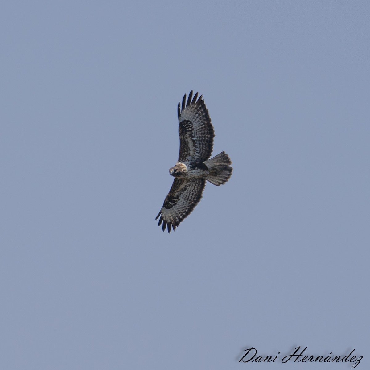 Common Buzzard (Canary Is.) - ML624961225