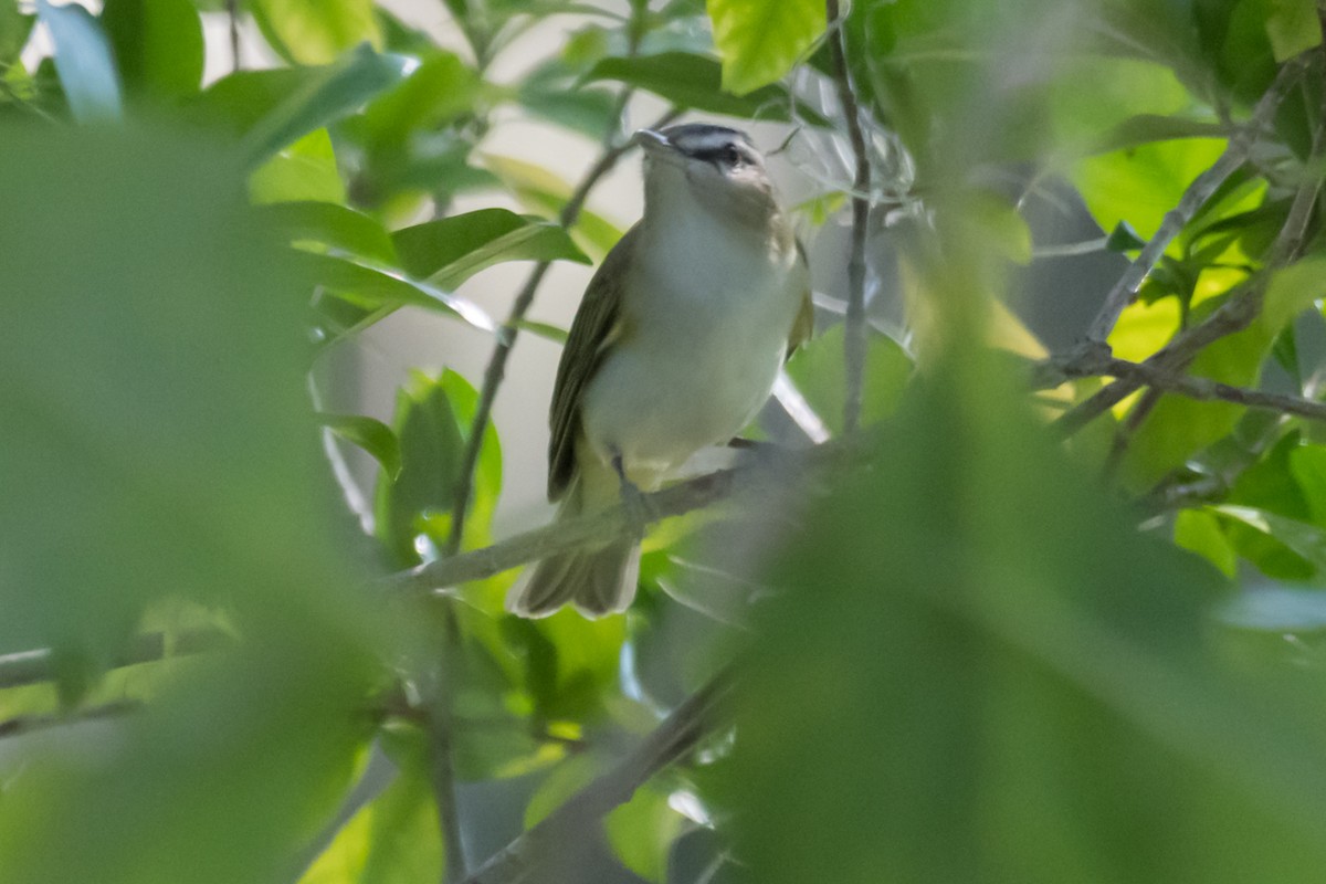 Red-eyed Vireo - ML624961263