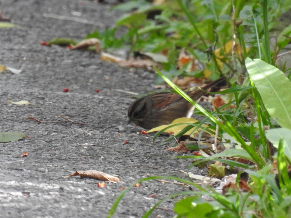 Swamp Sparrow - ML624961375