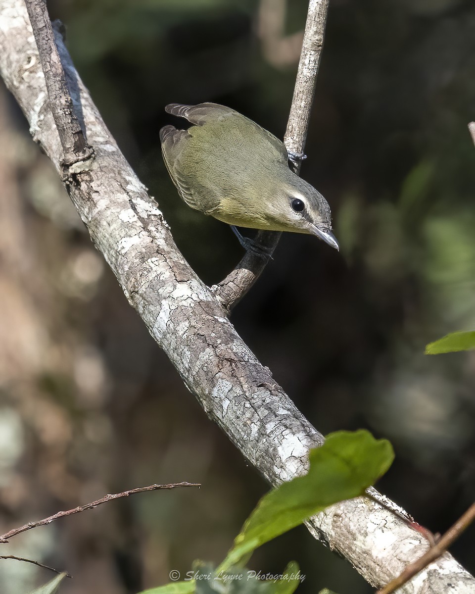 Vireo de Filadelfia - ML624961467