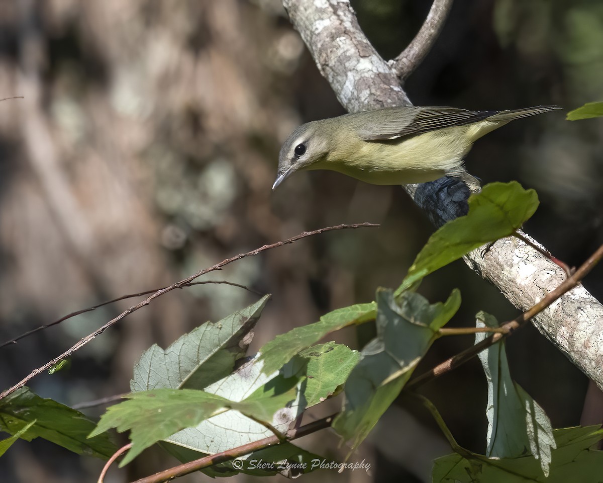 Vireo de Filadelfia - ML624961468