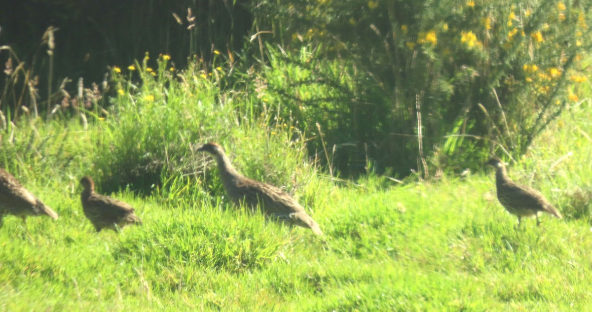 Erckel's Spurfowl - ML624961548