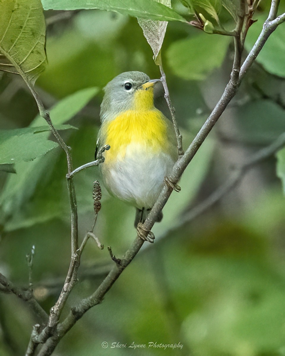 Northern Parula - ML624961560