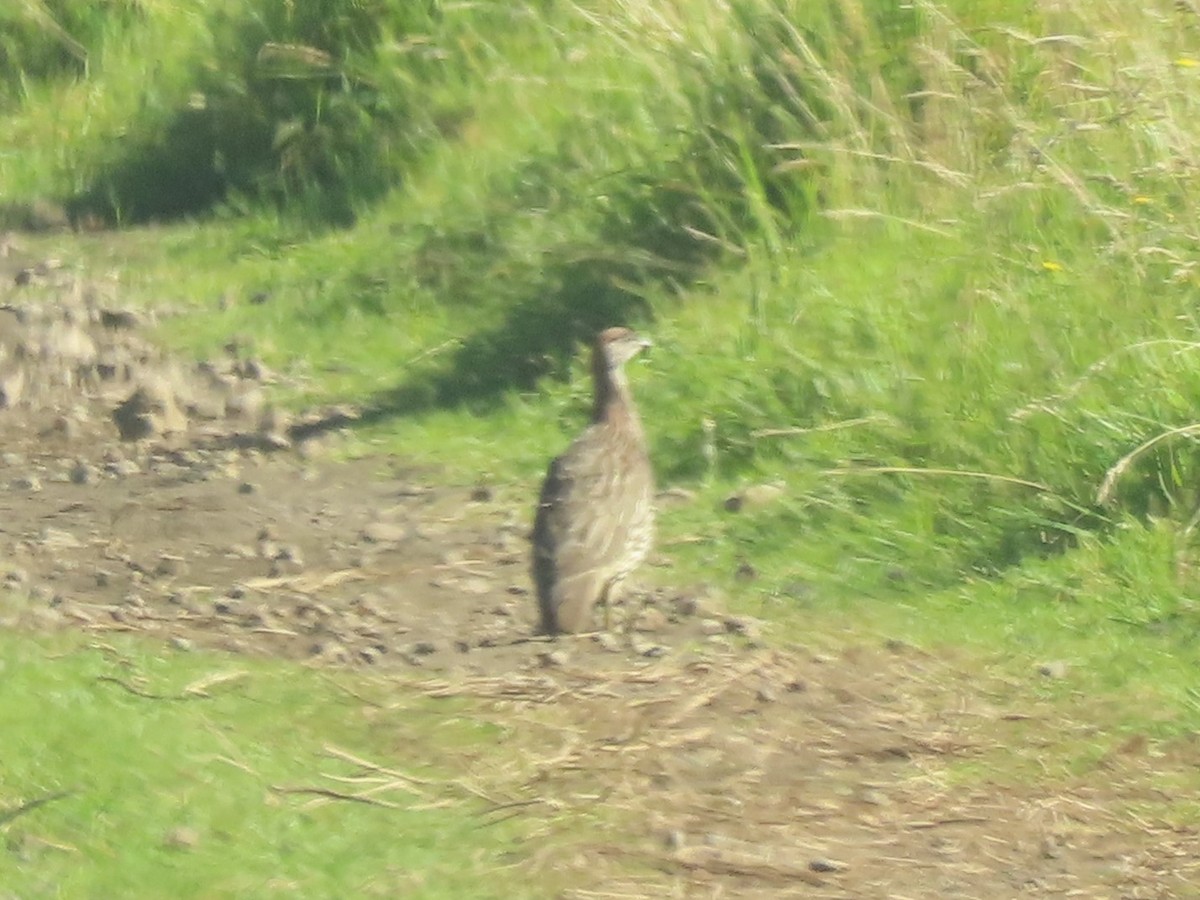 Erckel's Spurfowl - ML624961580