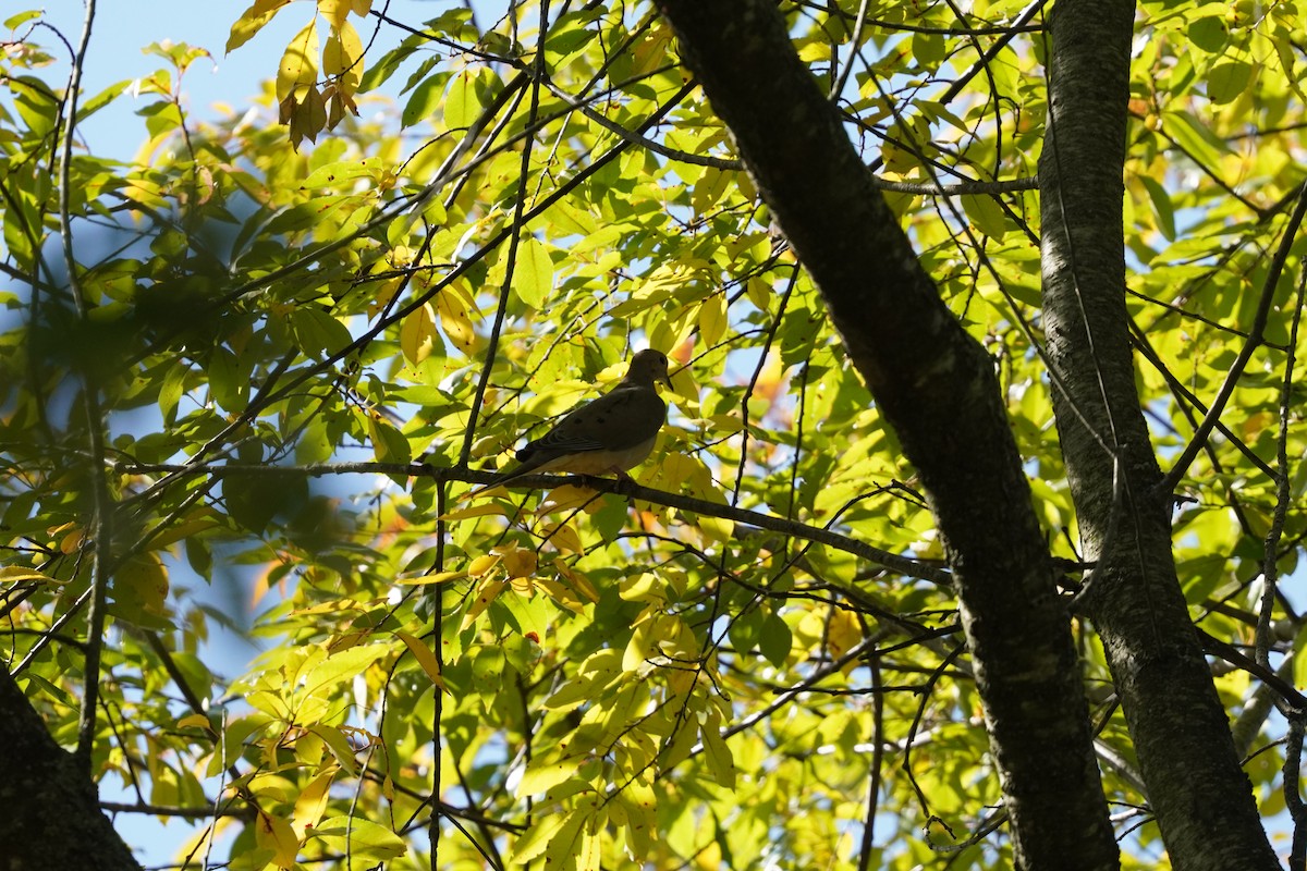 Mourning Dove - ML624961693