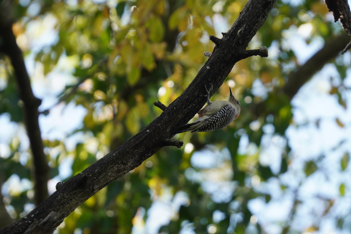 Red-bellied Woodpecker - ML624961759