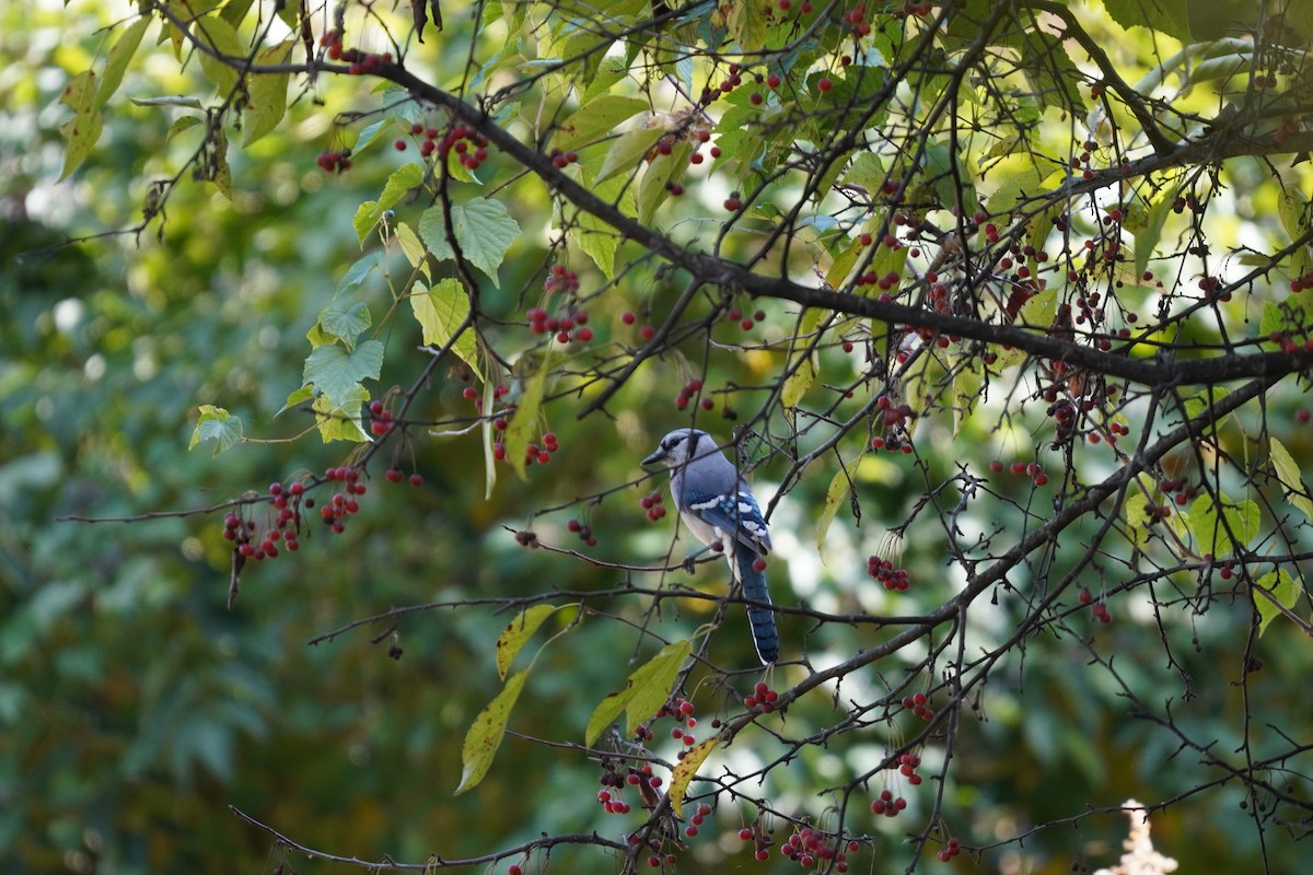 Blue Jay - ML624961773