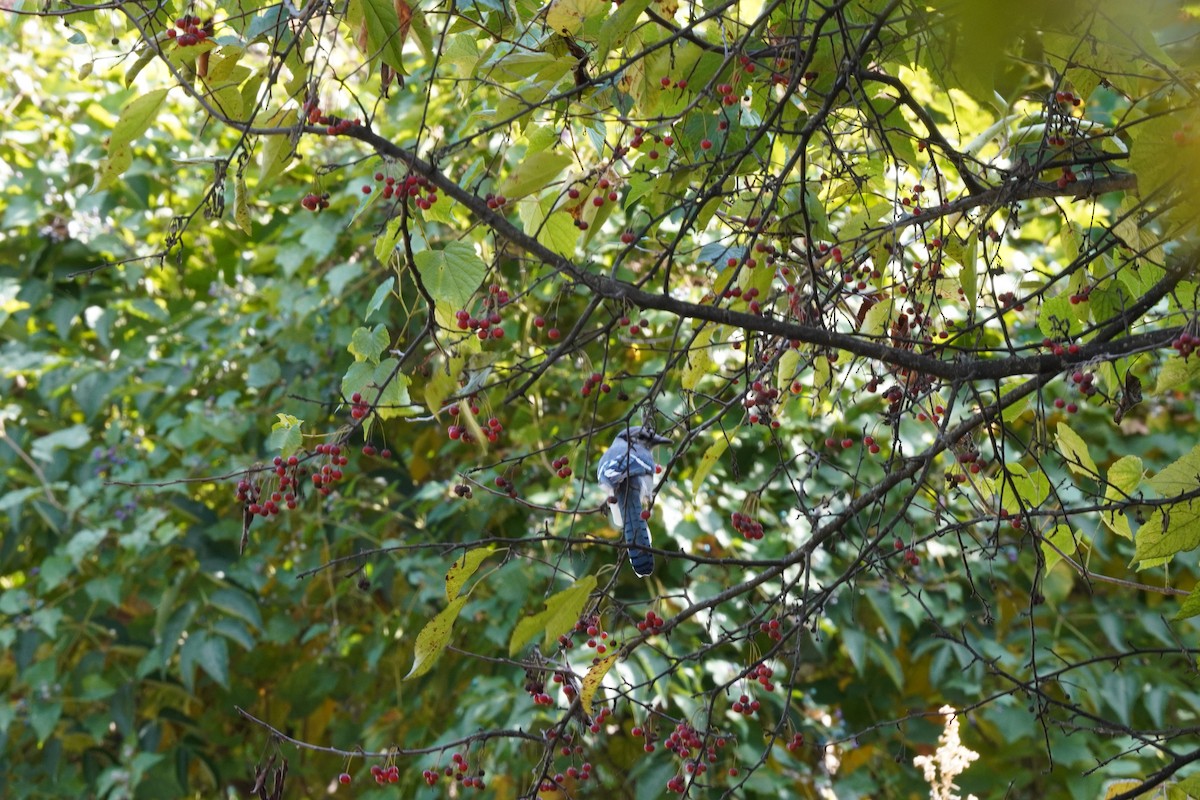 Blue Jay - ML624961774