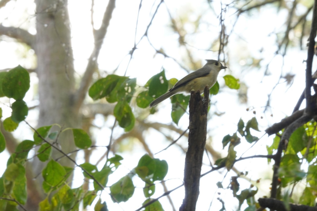 Tufted Titmouse - ML624961794