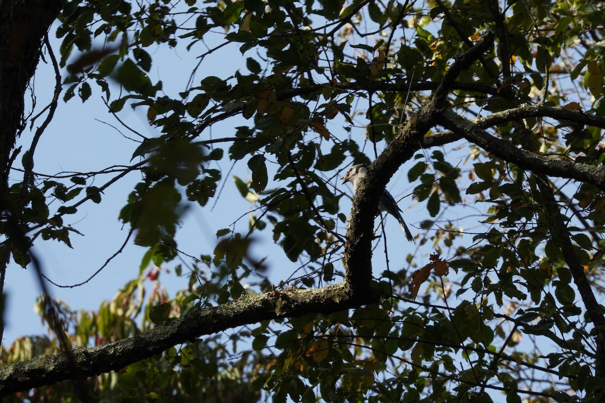 Blue Jay - ML624961804