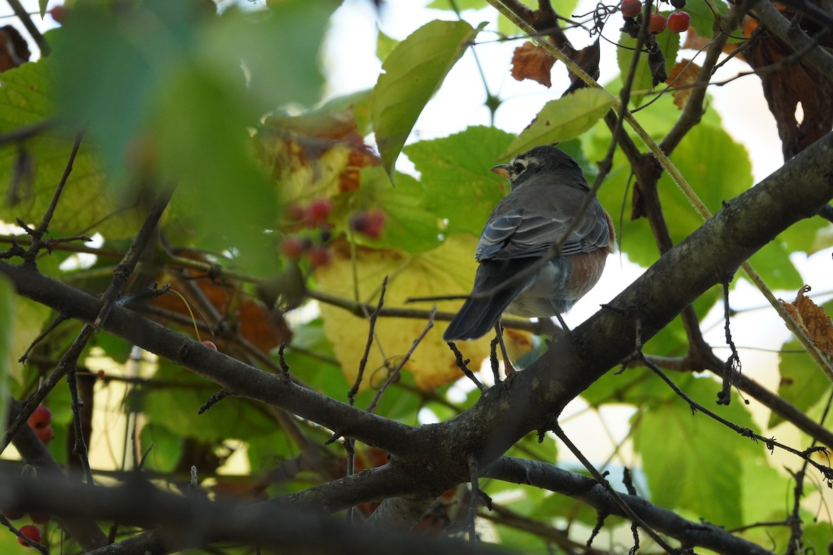American Robin - ML624961820