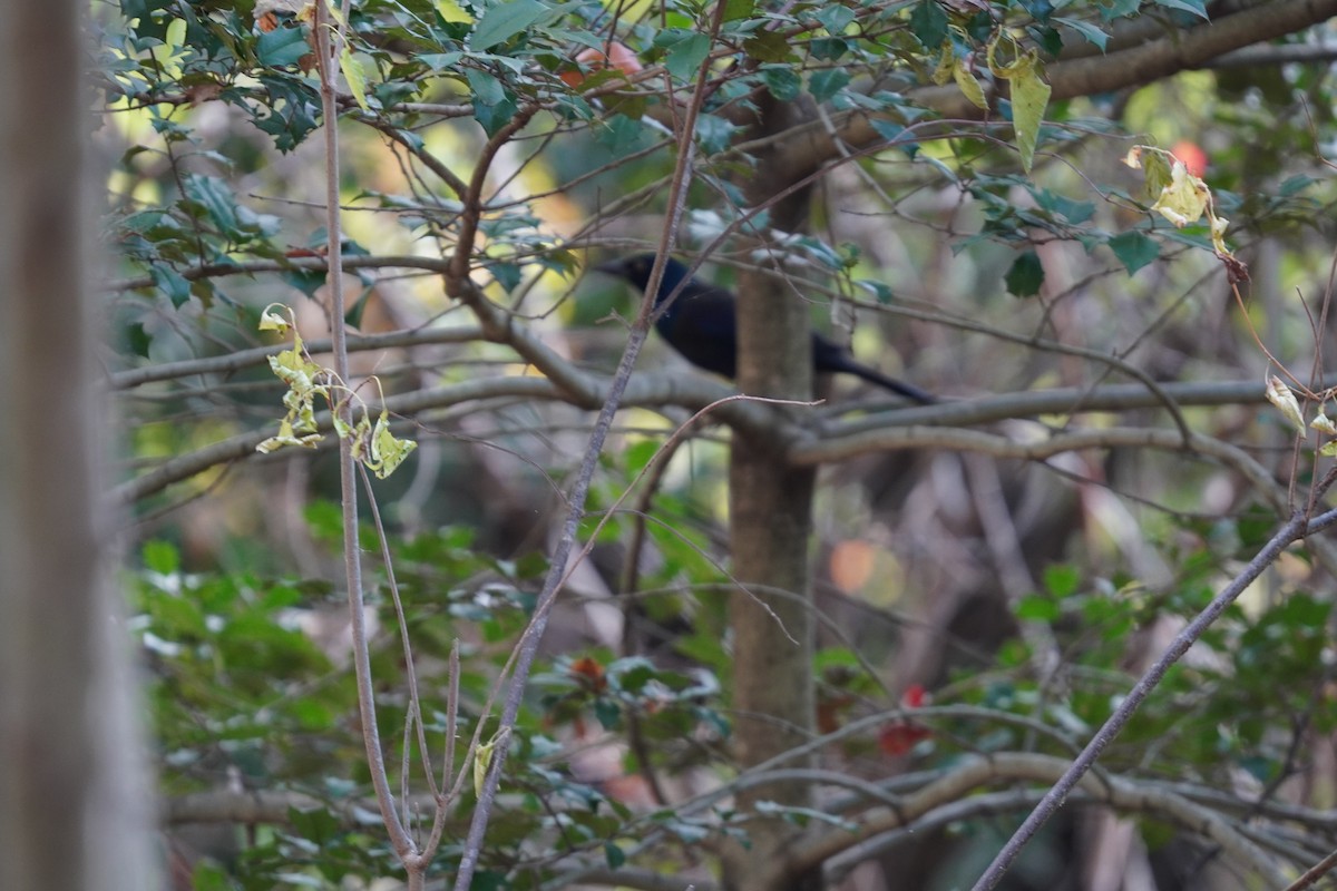 Common Grackle - ML624961829