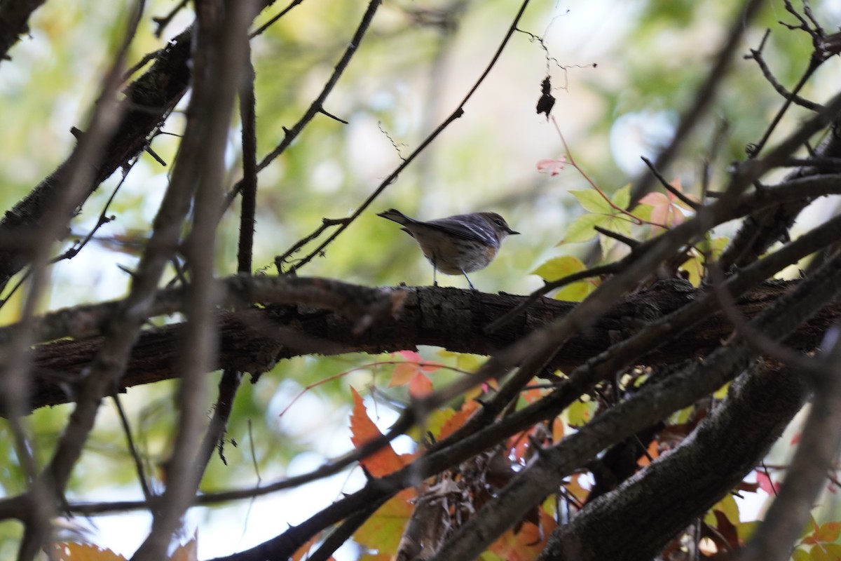 Yellow-rumped Warbler (Myrtle) - ML624961834