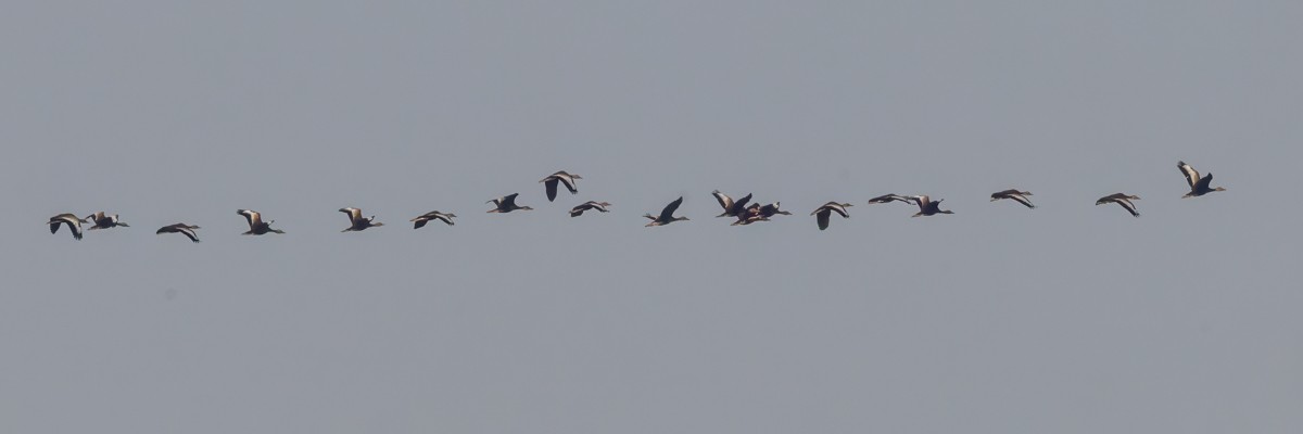 Black-bellied Whistling-Duck - ML624961843