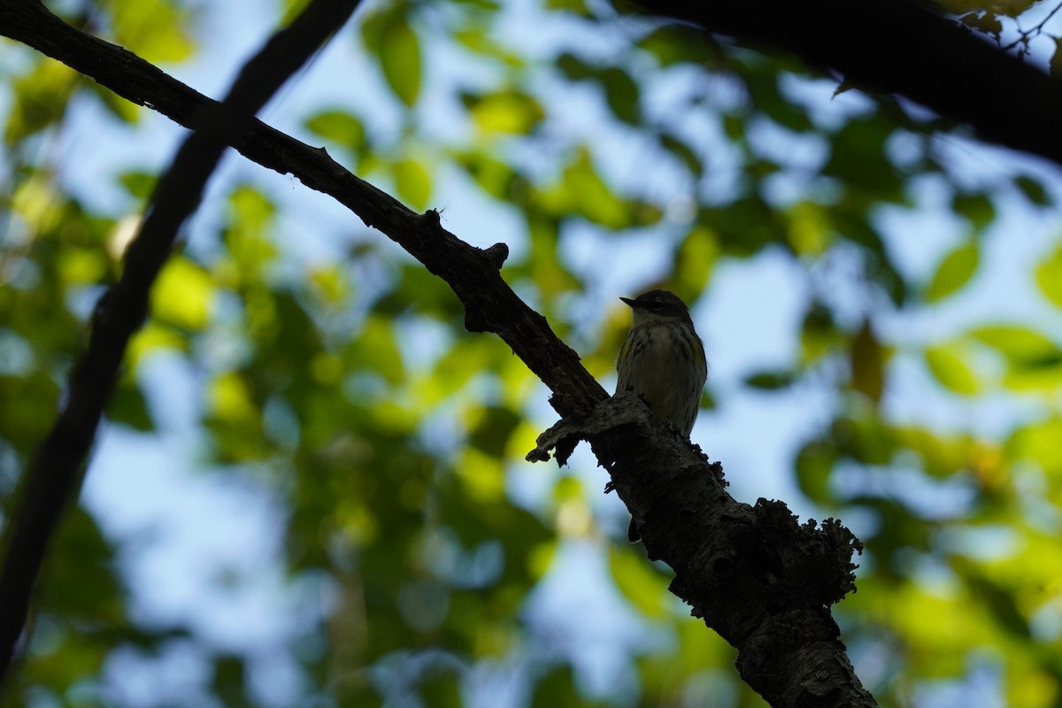 Yellow-rumped Warbler (Myrtle) - ML624961894