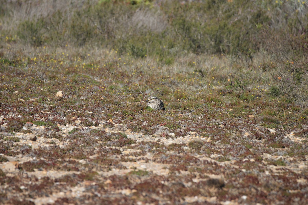 Spotted Thick-knee - ML624962076