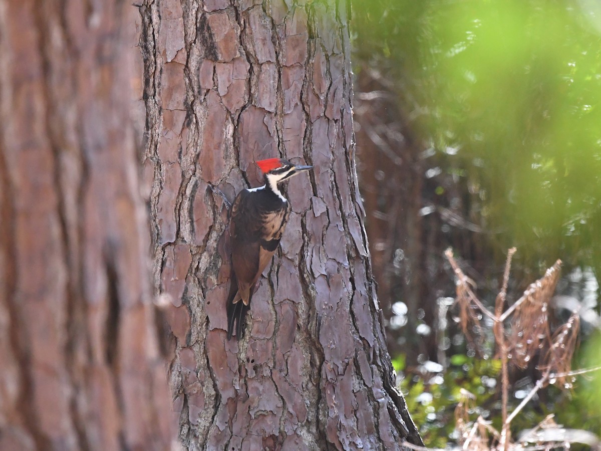 Pileated Woodpecker - ML624962501