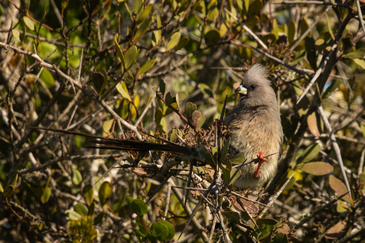 White-backed Mousebird - Antonio Rodriguez-Sinovas