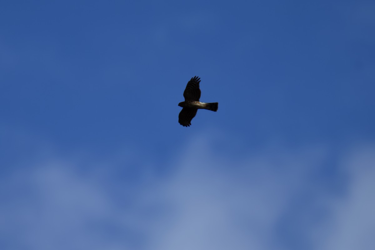 Sharp-shinned Hawk - ML624962857