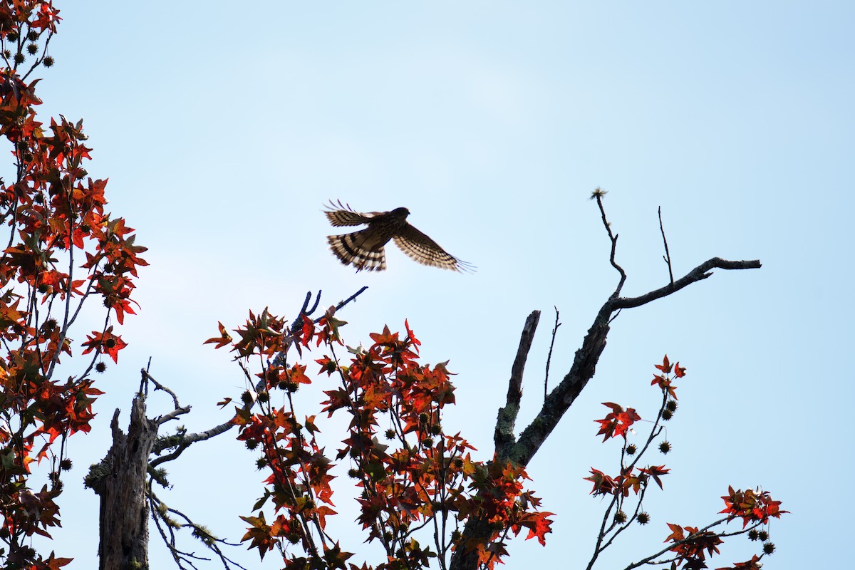 Sharp-shinned Hawk - ML624962982