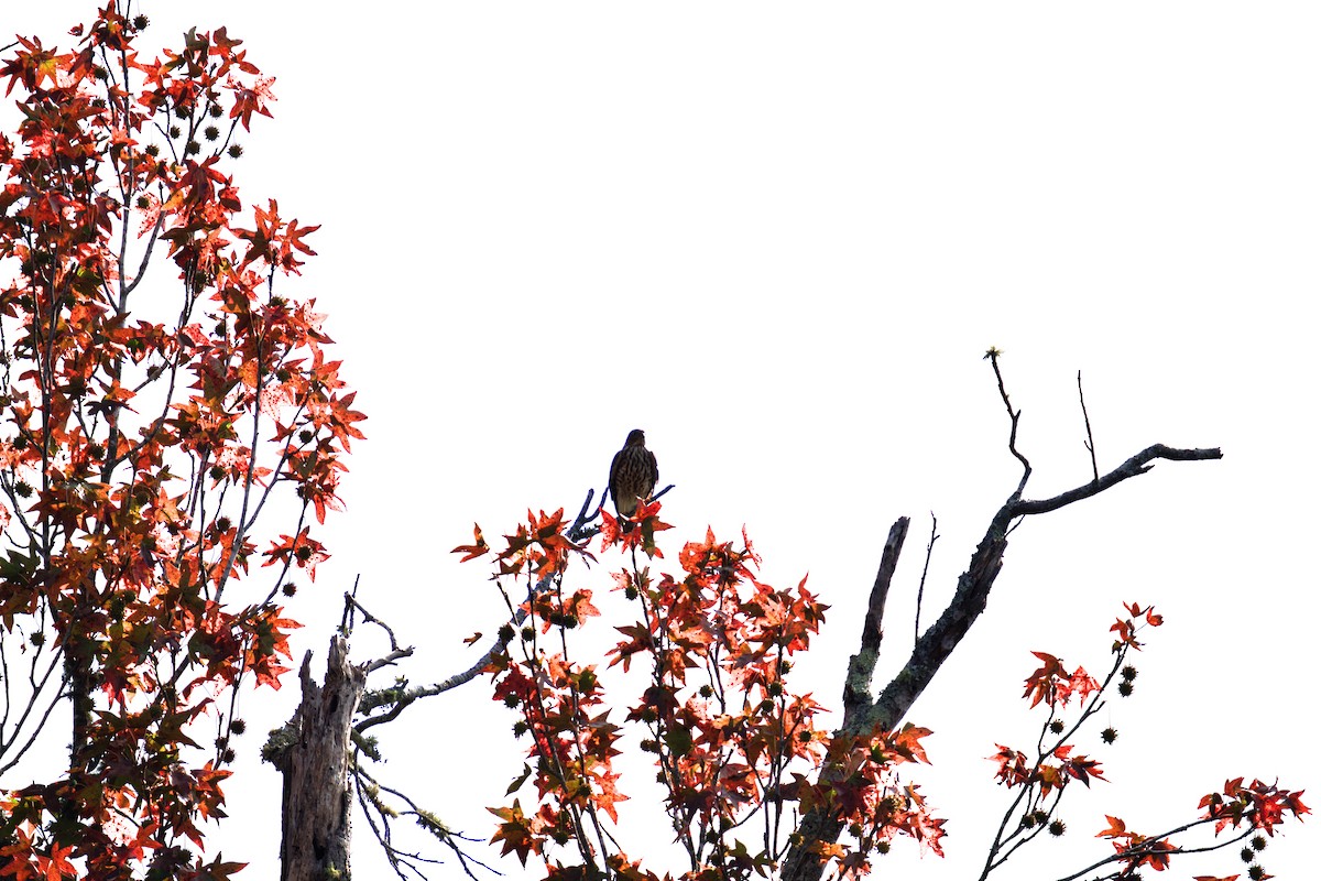 Sharp-shinned Hawk - ML624962983