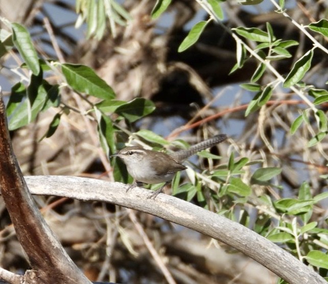 Bewick's Wren - ML624963218