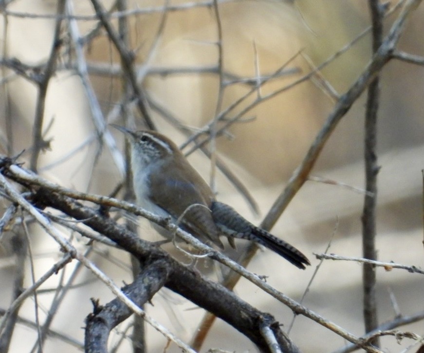 Bewick's Wren - ML624963219