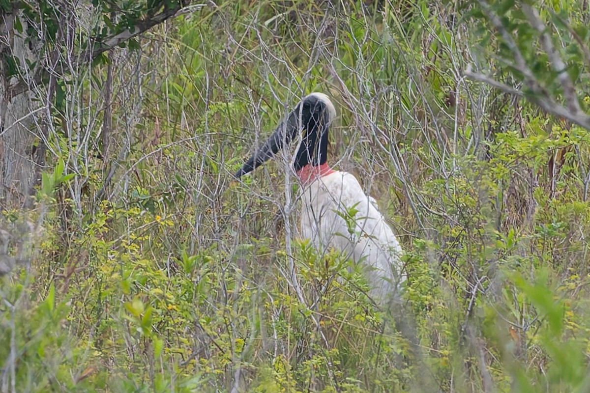 Jabiru amerikarra - ML624963298