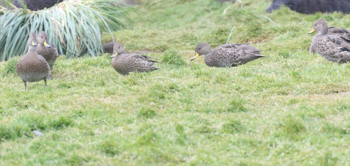 Yellow-billed Pintail - ML624963342