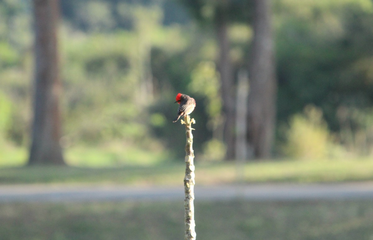 Vermilion Flycatcher (Austral) - ML624963354