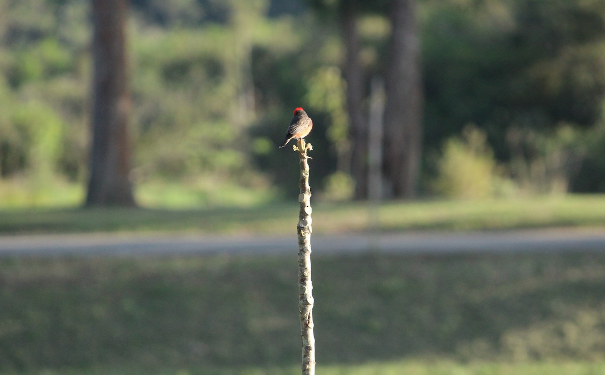 Vermilion Flycatcher (Austral) - ML624963373