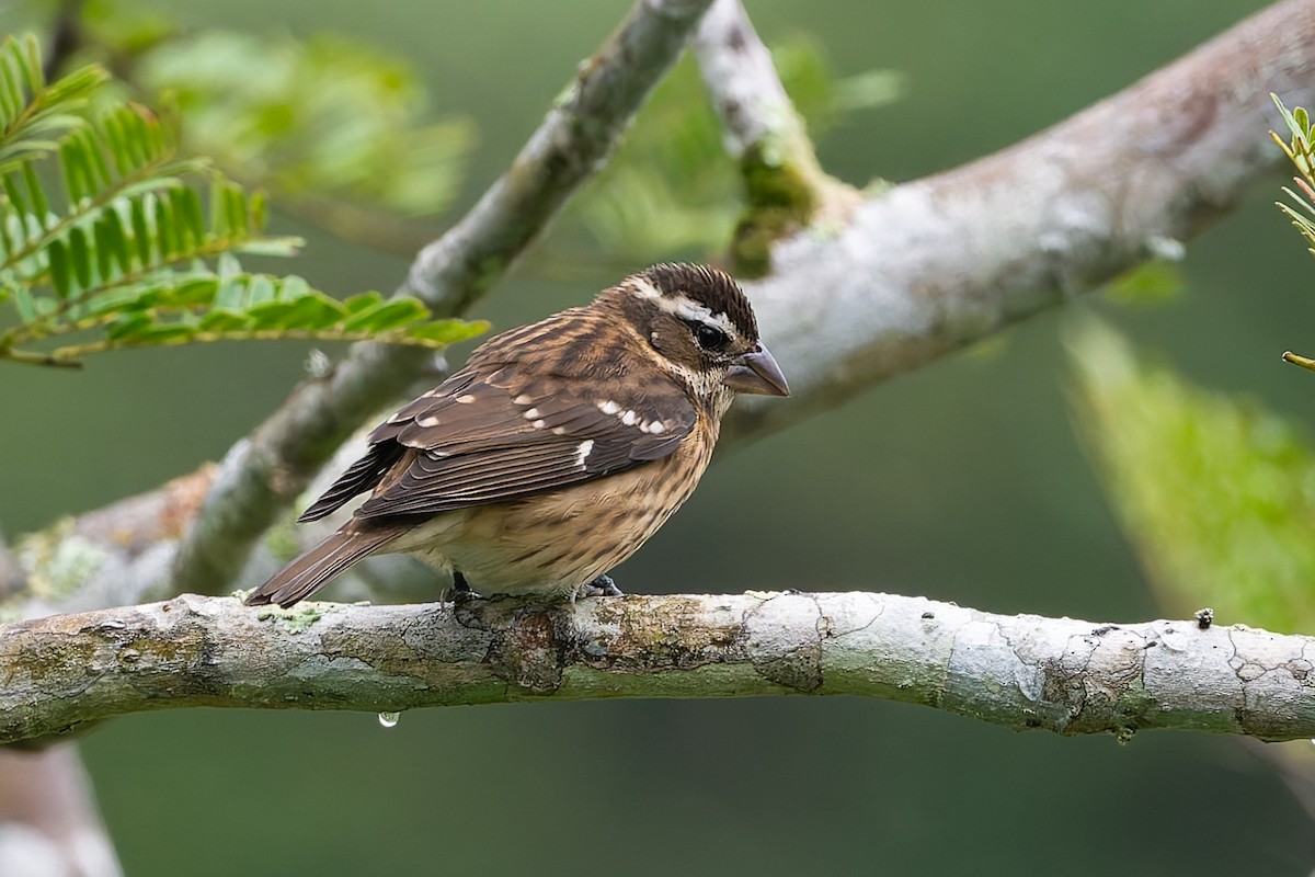 Rose-breasted Grosbeak - ML624963410