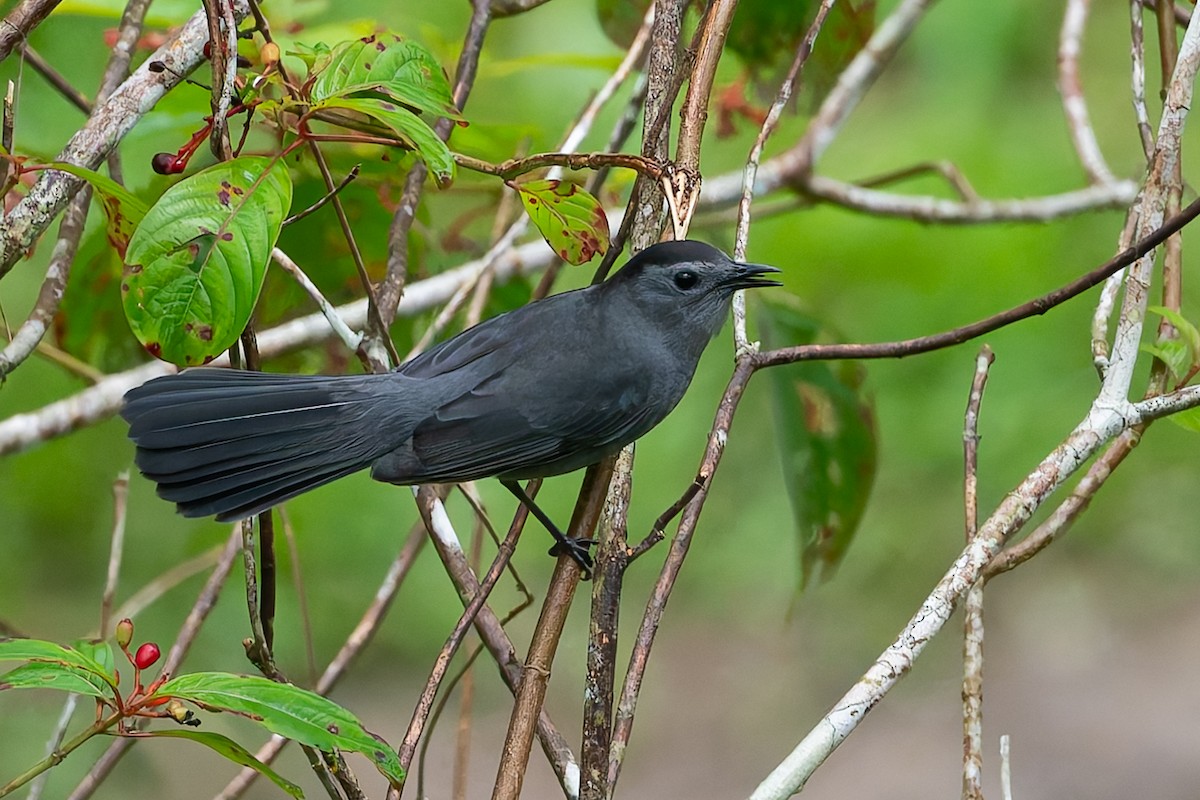 Gray Catbird - ML624963412