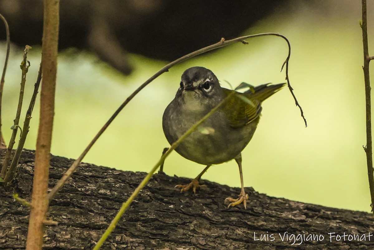 White-browed Warbler - ML624963413