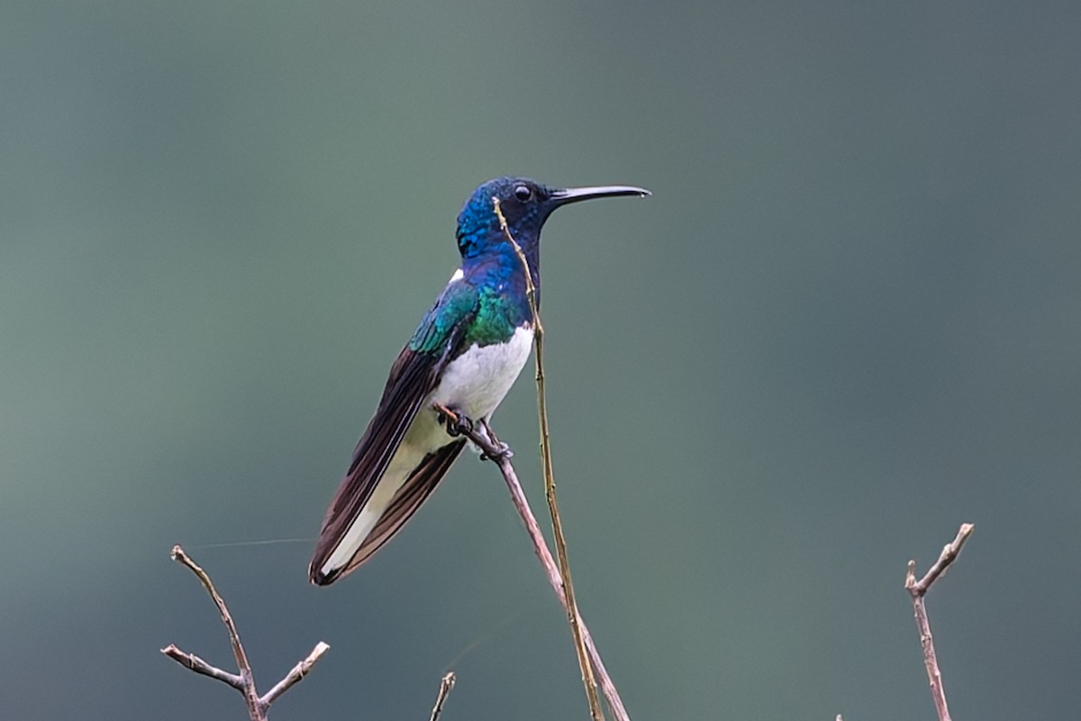 White-necked Jacobin - ML624963417