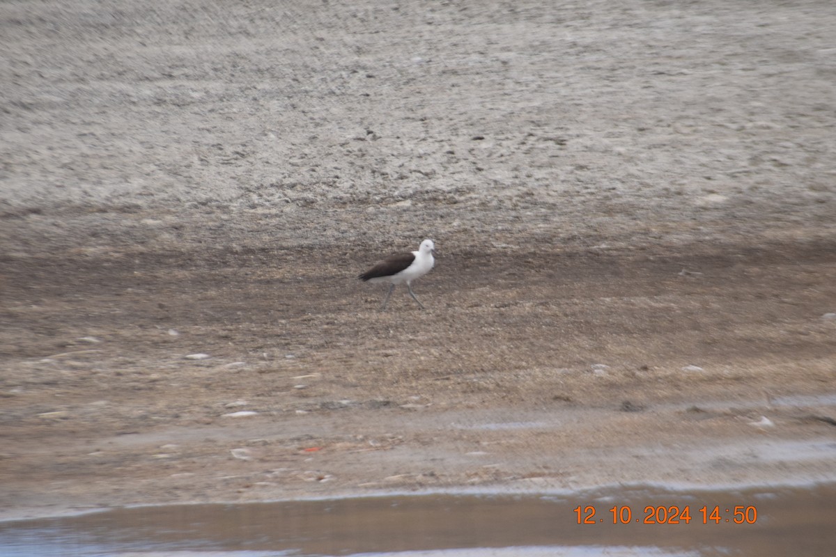 Andean Avocet - ML624963438