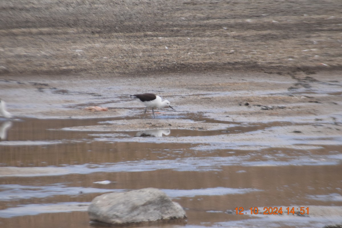 Andean Avocet - Reynaldo Valdivia Reyes