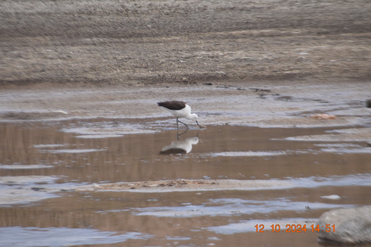 Andean Avocet - ML624963441