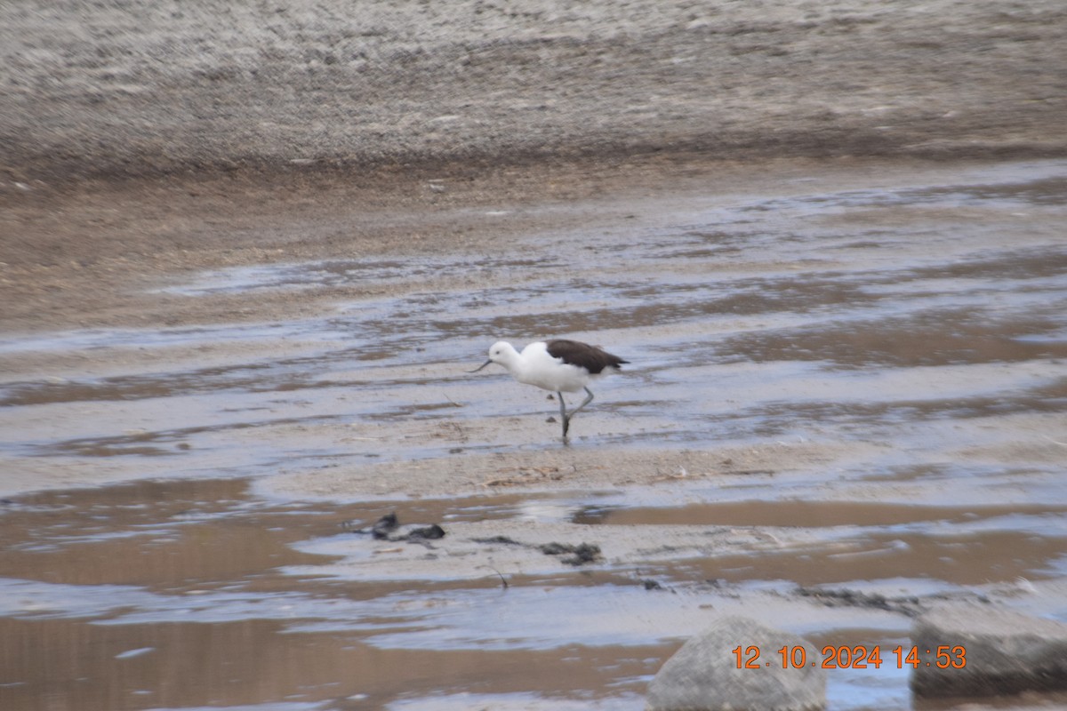 Andean Avocet - ML624963442