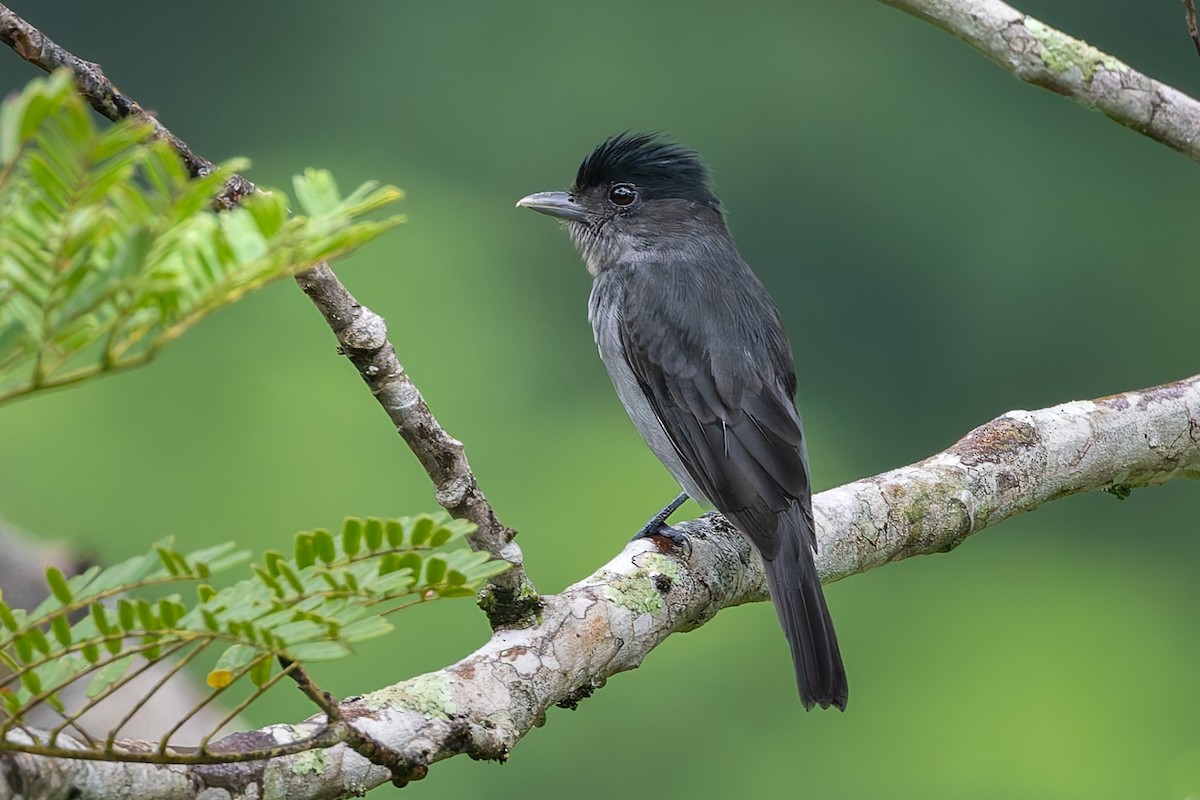 Rose-throated Becard - ML624963465