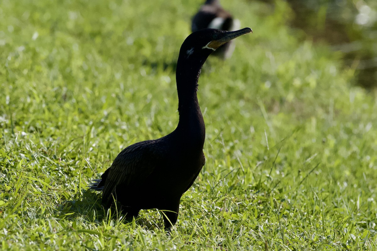 Neotropic Cormorant - Marcus Kelly