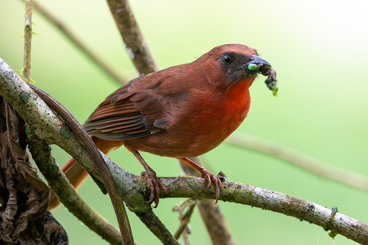 Red-throated Ant-Tanager - ML624963504