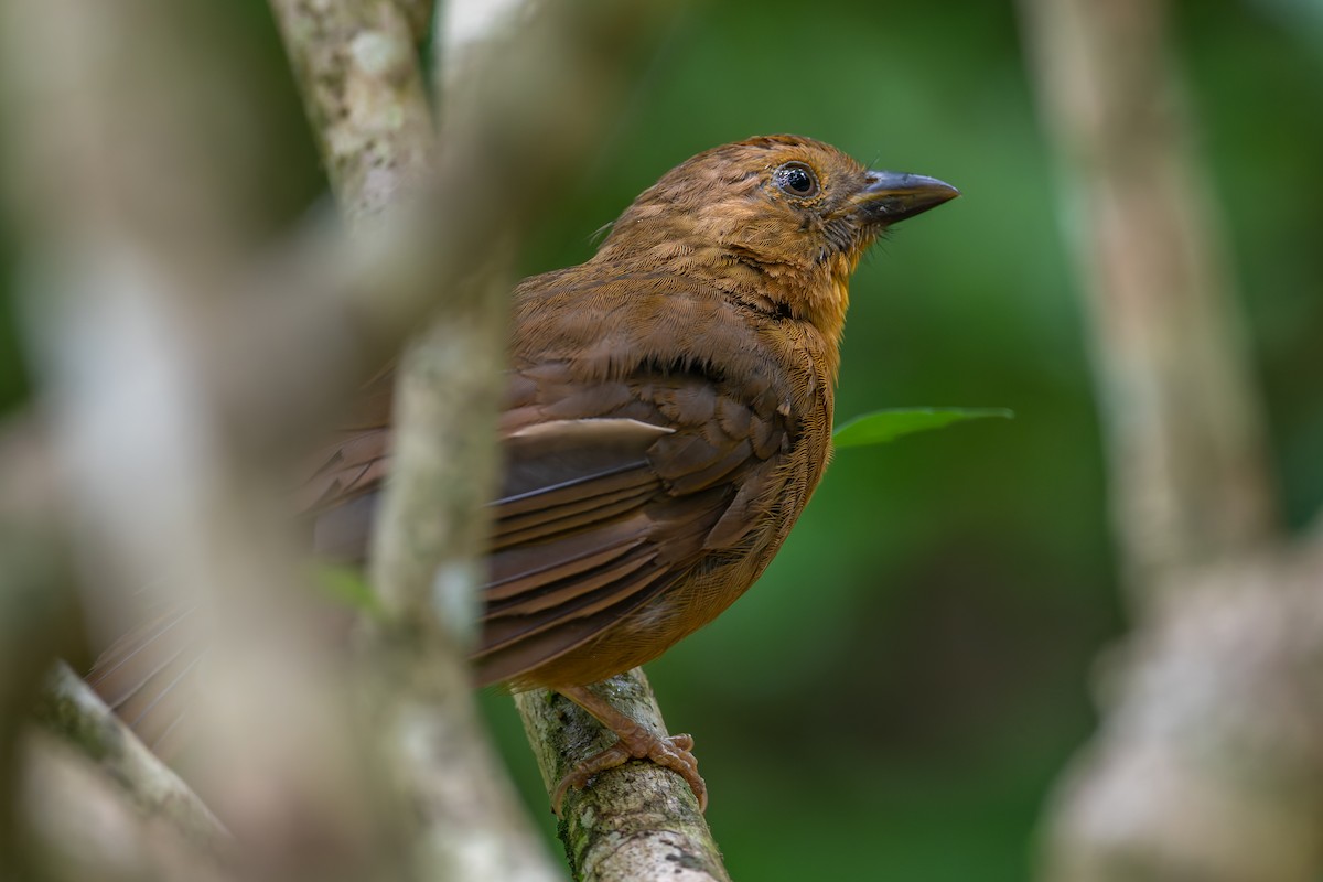 Red-throated Ant-Tanager - ML624963508
